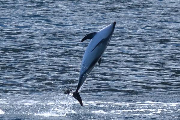 A Dusky Dolphin puts on a show for the guests on a Southern Discoveries Encounter Cruise in Milford Sound.